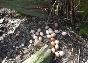 Osternest