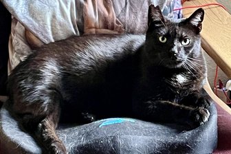 „Otto geht es gut!“ – Zwei schwarze Mietzen und ihr Altstadtrevier im Erzgebirge - Altstadtkater Otto geht es gut. Dass es Otto ist, erkennt man am zerfetzten linken Ohr.