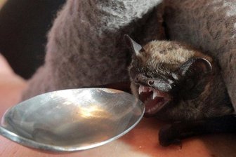 Mini-Fledermaus