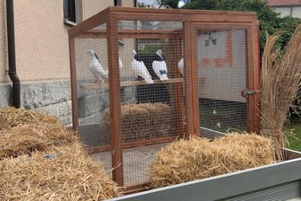 Panne beim Festumzug Schönfels: Tauben nutzen Chance zur Flucht - Da war noch alles in Ordnung: Fünf Tauben in der geschlossenen Voliere. Später öffnete sich die Tür.