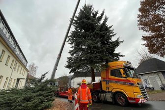 Panne: Weihnachtsbaum im Erzgebirge endet als Feuerholz – doch es gibt ein kleines Happy End - Zu Beginn war alles gut: der Baum für den Altmarkt in Aue schwebt auf den Tieflader.