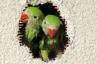 Papageien retten totgeglaubte Küken -
