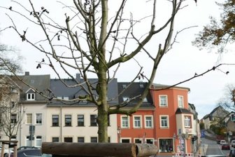 Paradox: Trotz Regen gehen Bäume ein - Die Neupflanzungen auf dem Zschopauer Anlagen-Parkplatz haben lange vor den anderen Gehölzen im Umkreis ihre Blätter verloren.