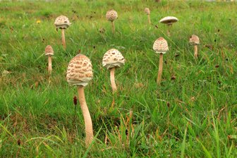 Parasolpilze und Champignons läuten Pilzsaison im Vogtland ein - Parasolpilze gehören zu den so genannten Zeigerpilzen.