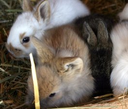 Kaninchen 
