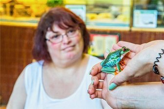 Patenschaft für rotäugigen Quaker im Auer Zoo der Minis - Der VdK-Ortsverband Aue, Schwarzenberg, Stollberg übernimmt die Tierpatenschaft für einen Rotaugenlaubfrosch im Zoo der Minis Aue. Ines Starkowske, Mitarbeiterin der Beratungsstelle Aue, betrachtet das Patentier.