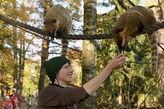 Patenschaften im Hirschfelder Tierpark haben sich verdreifacht - Zootierpflegerin Patrizia Weidlich im Gehege der Südamerikanischen Nasenbären. Eine Patenschaft für diese Tiere kostet 80 Euro pro Jahr. 