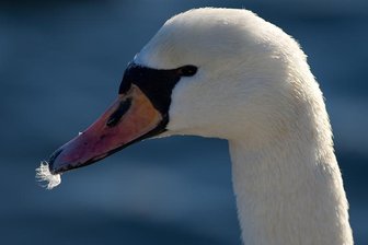 Pausa: Schwan in Schafherde notgelandet - 