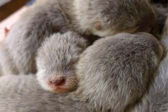 Pelziger Nachwuchs im Zoo der Minis in Aue: Wer kuschelt denn hier? - Pelzig: Süßen Tier-Nachwuchs meldet der Zoo der Minis in Aue.
