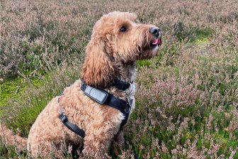 Penig kommt auf den Hund - In Penig wird der schönste Hund gekürt.