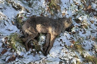 Penig: Wildunfall mit Wolf - Das verendete Tier, eine Wölfin, wurde in Langenleuba-Oberhain gefunden.