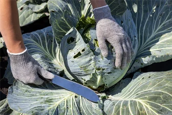Peniger bedroht Mann mit Machete: Gericht trifft Entscheidung - Mit einer Machete, die er sonst angeblich zur Gartenarbeit nutzt, soll ein Peniger einen anderen Mann bedroht haben (hier ein Symbolbild). Nun wurde am Amtsgericht Döbeln verhandelt.