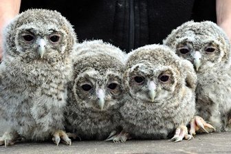 Per "Waldkauzcam" beim Brüten zuschauen - 