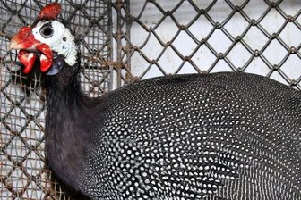 Perlhühner sollen Anna-Garten vor Schneckeninvasion retten - Perlhühner stammen ursprünglich aus Afrika, sind Allesfresser mit einer Vorliebe für Insekten.