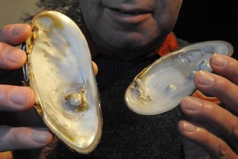 Perlmutterzentrum in Adorf/V. geplant - Museumsleiter Steffen Dietz zeigt im Bild erstmals vogtländische Muschelschalen mit Perlenbildung.