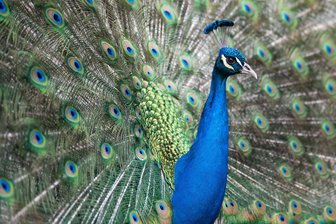 Pfau sorgt für Aufsehen in Kriebstein – woher stammt der schillernde Gast? - Ein Pfau hat seine Federn ausgebreitet.