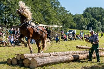 Pferd und Mensch beweisen ihr Geschick beim Holzrücken - 