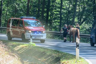 Pferd verirrt sich auf S 222 - Dieses Pferd spazierte am Mittwoch über die Staatsstraße 222 zwischen Aue und Bernsbach