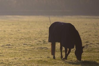 Pferde entkommen von Koppel - Zwei Perde sind am Donnerstagabend von einer Koppel in Hohenstein-Ernstthal entlaufen.