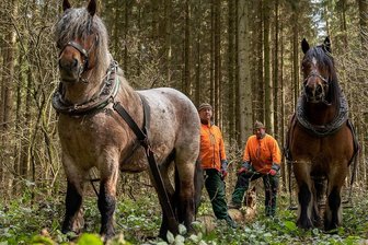 Pferde statt schwerer Technik: Tiere holen Holz aus Wald in Wernesgrün - Carsten Witscher (rechts), mit seinem braunen Pferd Sepp und sein Bruder Kerst Witscher mit dem grauen Lord haben bei Wernesgrün schonend Holz aus dem Wald geholt.