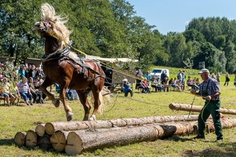 Pferde zeigen ihr Können: Erzgebirgscup der Holzrücker steigt in Großrückerswalde - Ihr Können bewiesen auch Matthias Buchmann aus Braunschwende in Sachsen-Anhalt und sein Schwarzwälder Kaltbluthengst Wälderprinz beim sogenannten Aufpoldern (linkes Foto).