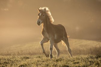Pferdenachwuchs: 70 Fohlen präsentieren sich in Seelitz - Fohlen – hier ein Symbolbild – sind am Samstag in Seelitz zu sehen.