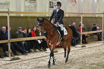 Pferdesport: Hengste aus Moritzburg werden in Seelitz präsentiert - Acht Hengste werden am Sonntagmittag in der Reithalle Seelitz vorgestellt.