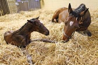 Pferdezüchter hat Tierhalteverbot - züchtet aber in verschiedenen Landkreisen weiter - So sieht vorbildliche Pferdezucht aus –  wie es das Symbolfoto zeigt. Ein Pferdezüchter aus Hartha soll Ponys ohne Unterstand gehalten und sie nicht ausreichend mit Wasser und Heu versorgt haben.