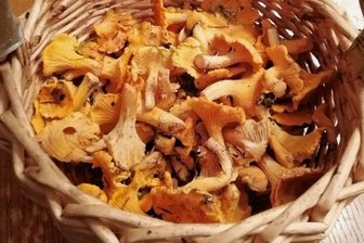 Pfifferlinge im November: Ungewöhnlicher Pilzfund im Erzgebirge - Seltener Fund im November: Pfifferlinge.