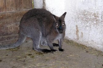 Pflegedienstmitarbeiter finden herrenloses Känguru -