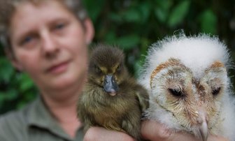 Pfleger werden zu Fliegenfängern - 
              <p class="artikelinhalt">Viola Heinze von der Wildtierauffangstation im Auer Zoo der Minis mit zwei von derzeit knapp 30 "Patienten": Auch die Schleiereule und das Wildentenküken werden liebevoll aufgepeppelt. </p>
            