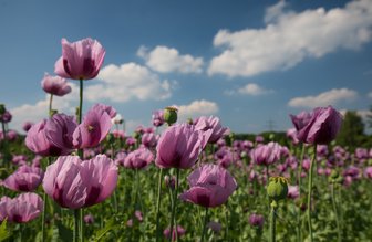 Pflücken verboten: Das lila Mohnmeer bei Oberlungwitz blüht wieder - Das etwa acht Hektar große Wintermohnfeld bei Oberlungwitz steht in voller Blüte. 