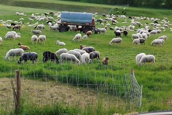 Photovoltaikanlage im vogtländischen Neumark soll landwirtschaftliche Nutzung ermöglichen - Neumarker Schafe sollen demnächst zwischen Solarpaneelen weiden.