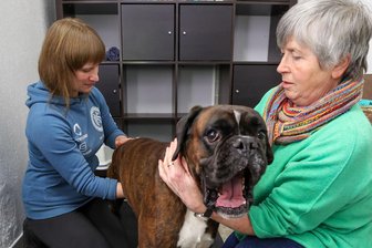 Physiotherapie für Hunde: Dafür kommen sogar Dresdner nach Lichtenstein - Laura Walther (links) untersucht Boxerhund Otto in ihrer Lichtensteiner Praxis. Besitzerin Gabriele Hatzmannsberger ist mit dem Tier eigens von Dresden angereist.