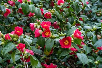 Pillnitz: Üppige Blüte der über 250 Jahre alten Kamelie bald vorbei - Bald ist die Blütenpracht der Kamelie für dieses Jahr vorbei.