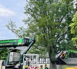 Pilzbefall: Gefällte Buche bringt es auf 135 Jahre - Der Chemnitzer Forst- und Landschaftsservice ist mit drei Mitarbeitern und einem Fällkran gekommen.