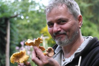 Pilzberater aus Geringswalde bescheinigt eher mäßige Saison für die Region - Pilzberater Michael Möbius zeigt Pfifferlinge, die zu den beliebtesten Pilzen zählen. Die Art ist angenehm festfleischig mit leicht pfeffrigem Geschmack, selten madig und sollte gut zerkleinert werden. 