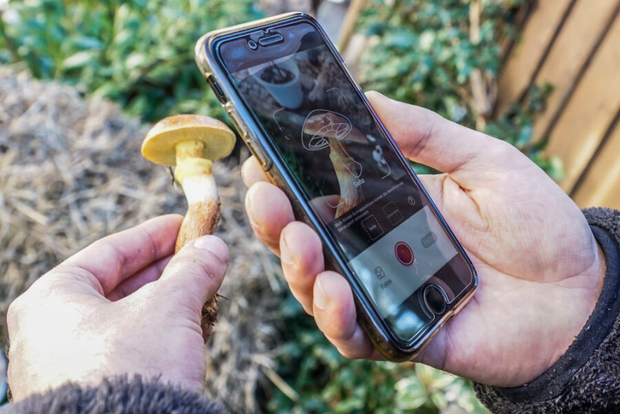 Pilzberater in Borstendorf warnt: Nie allein auf Pilz-Apps verlassen - Einfach fotografieren und Sekunden später gib's Infos zum Goldröhrling.
