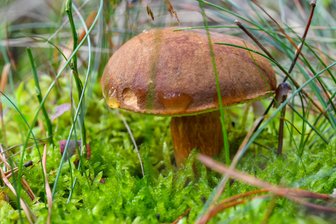 Pilzberatung: Hier finden Sie in Mittelsachsen Hilfe - 