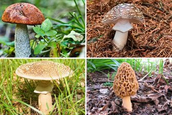 Pilze im Erzgebirge: Wann Steinpilz, Pfifferling und Co. wachsen – der große Jahreskalender - Im Erzgebirge wachsen das gesamte Jahr über Pilze im Wald. Wann welcher Pilz besonders häufig zu finden ist, zeigt der „Freie Presse“-Pilzführer für das Erzgebirge.