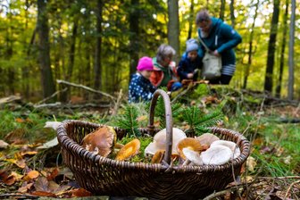 Pilze sammeln im Erzgebirge: Wo man mit Glück einen weltweit begehrten Pilz finden kann - Die Pilz-Hauptsaison verschiebt sich im Erzgebirge zunehmend Richtung Jahresende und startet mittlerweile erst im September. Welche Pilze können Sammler momentan in der Region finden?
