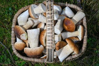 Pilze sammeln in Sachsen: Wie viele Pilze sind erlaubt, was ist verboten und worauf sollten Anfänger achten? - Sie kommen im Erzgebirge in der Pilzsaison häufig vor: Steinpilze.