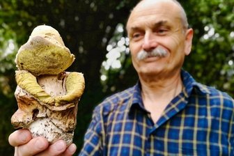 Pilze wachsen wieder, auch die giftigen - Pilzberater Frank Demmler.