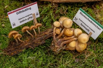 Pilzexperten aus dem Vogtland geben in Grünbach Einblick in die geheimnisvolle Welt der Pilze - Zum Verwechseln ähnlich: Gifthäubling (links), Stockschwämmchen (rechts).