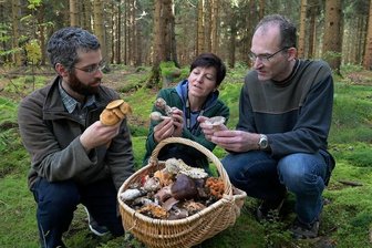 Pilzexperten bilanzieren ein mäßiges Jahr - In der Jugendherberge Hormersdorf hatten die Mitglieder des Vereins Pilzberater Südwestsachsen Quartier bezogen. Von dort aus starteten sie in die umliegenden Wälder. Jörg Hunger aus Borstendorf, Sandra Heymann aus Morgenröte-Rautenkranz und Olaf Gebert aus Lugau (v.l.) begutachten ihre Ausbeute.
