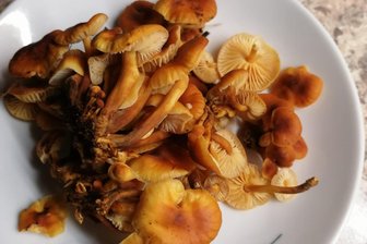 Pilzfund im winterlichen Erzgebirge: Diese Arten trotzen Schnee und Frost - Frank Demmler aus Lauter-Bernsbach hat Samtfußrüblinge bei Bockau gefunden.