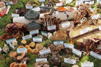 Pilzparade in Großschirma: Familie Strobelt präsentiert 150 Arten und gibt Pilzliebhabern Tipps für die Suche - Rund 150 Pilzarten zeigt Familie Strobelt bei der Ausstellung in der Baumschule Freiberg.
