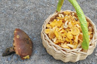Pilzsaison im Erzgebirge lässt auf sich warten: Doch dieser Pilz wächst derzeit prächtig - Zurzeit findet man in unseren Wäldern vornehmlich nur eine Pilzart. Davon aber mehr als gewöhnlich.