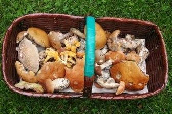 Pilzsaison in Wartestellung - Nicht gerade eine große Ausbeute. 
