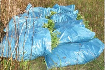 Pilzsammler entdeckt Cannabisplantage - 